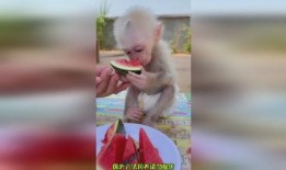 猴吃瓜搞笑视频软件免费,免费畅享欢乐时光！